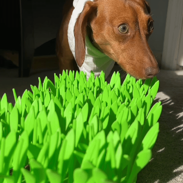 PfotenMatte™ Fängt Kleckerchaos Auf