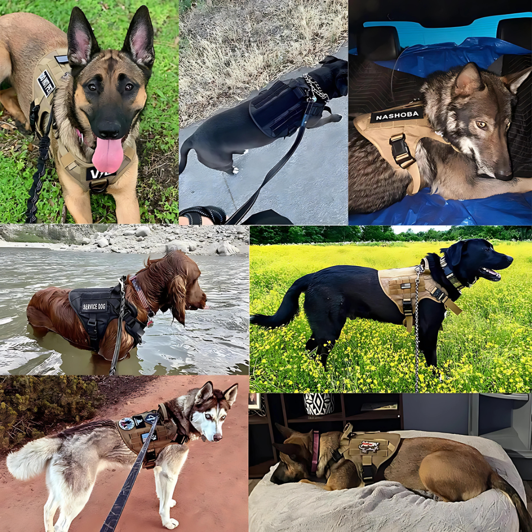 Rex 6-in-1 Sommer Hunde-Geschirr- und Leinen-Set | Professionelles Spazier- und Trainingsset für Ihren Hund