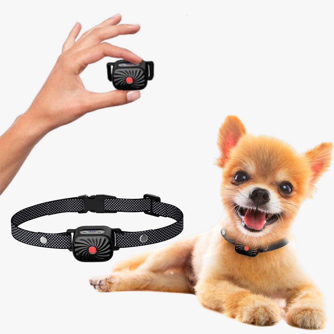 Antibellhalsband für kleine Hunde | Effektive und sichere Sommerlösung gegen Bellen