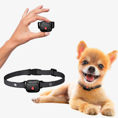 Antibellhalsband für kleine Hunde | Effektive und sichere Sommerlösung gegen Bellen